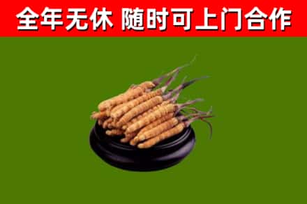中站区回收散虫草