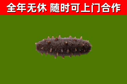 中站区回收海参干